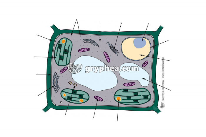 Ultrastructure d'une cellule végétale chlorophyllienne (à compléter) - gryphea.com